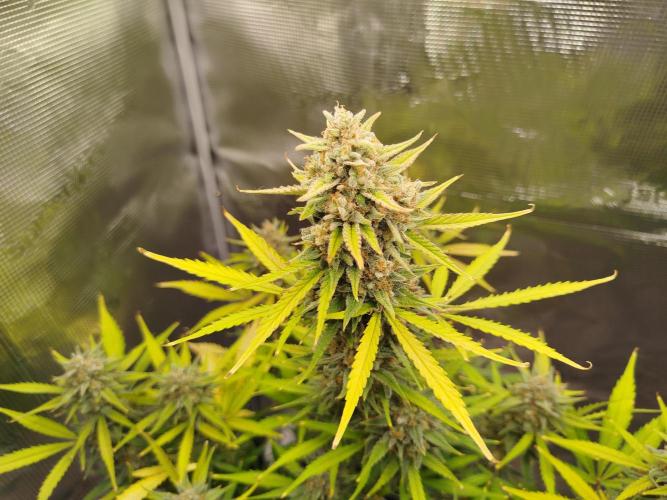 Z-Up Auto 12/12 -  Ex-Bloombastic 26. Week 13