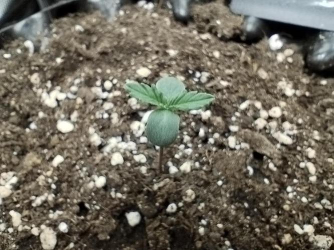 Guava Sundae Auto. Week 1