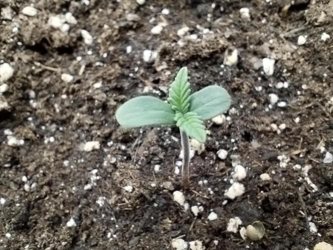 Sour Jealousy Auto. Week 1