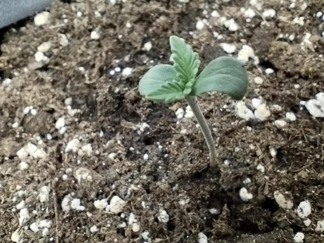 Wedding Cheesecake Auto. Week 1