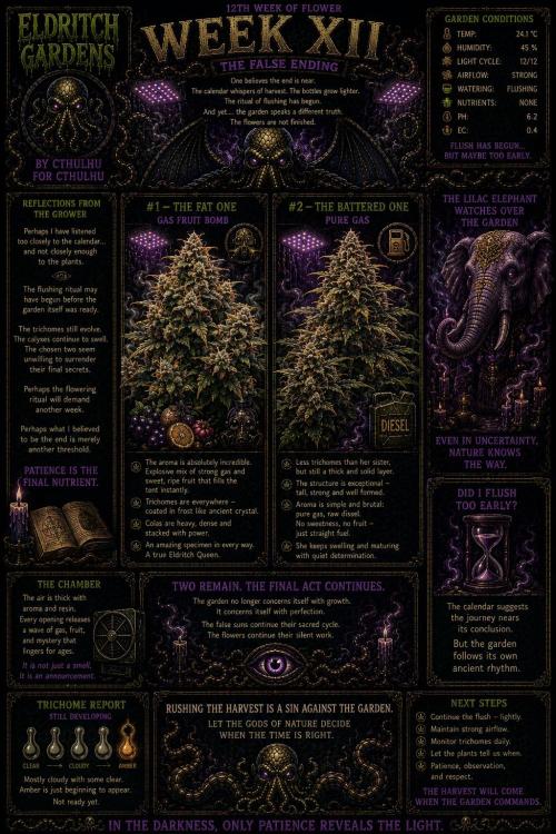 Gassy Duo | SSSC Contest 26 | F027. Week 12