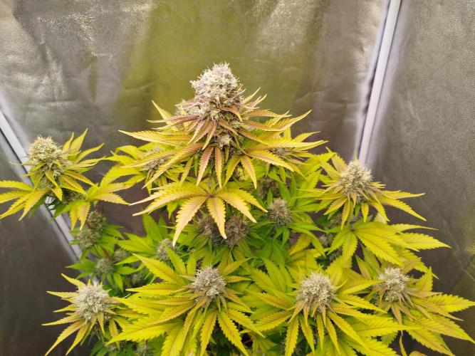 The Gassy One. Week 12