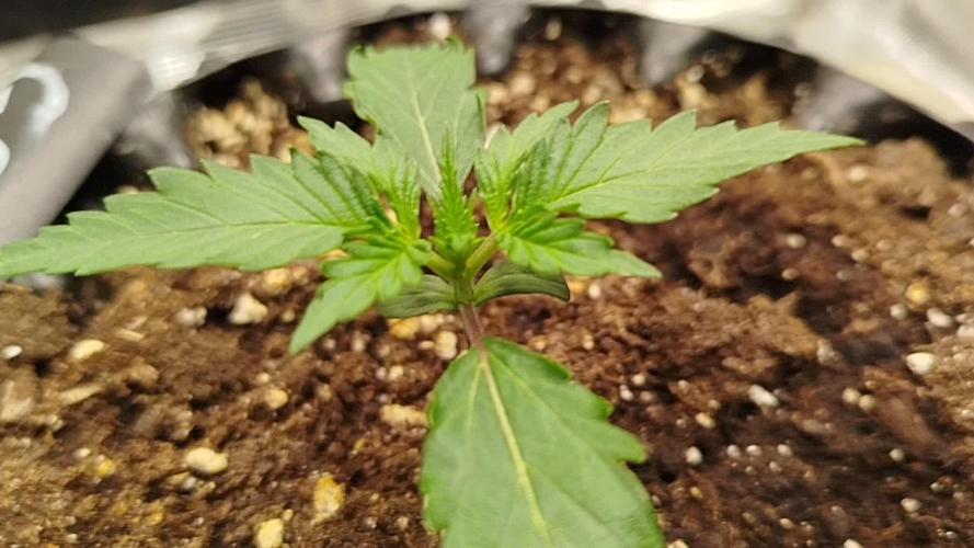 Guava Sunday Auto - Bloombastic contest