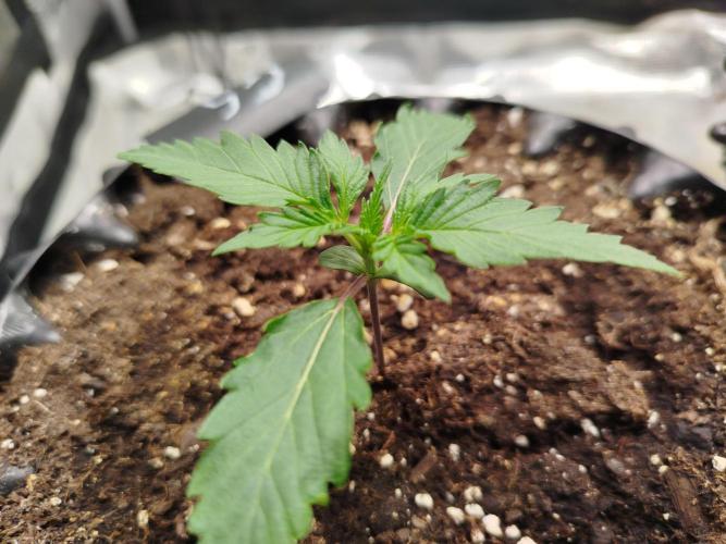 Guava Sundae Auto. Week 2
