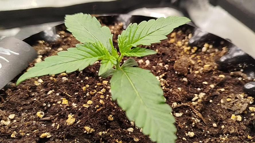 Wedding Cheesecake Auto