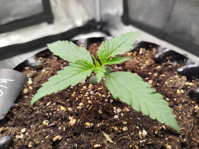 Wedding Cheesecake Auto. Week 2
