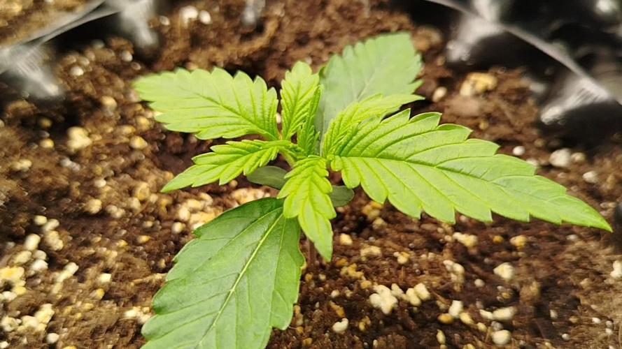 Sour Jealousy Auto