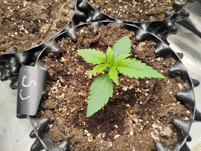 Sour Jealousy Auto. Week 2