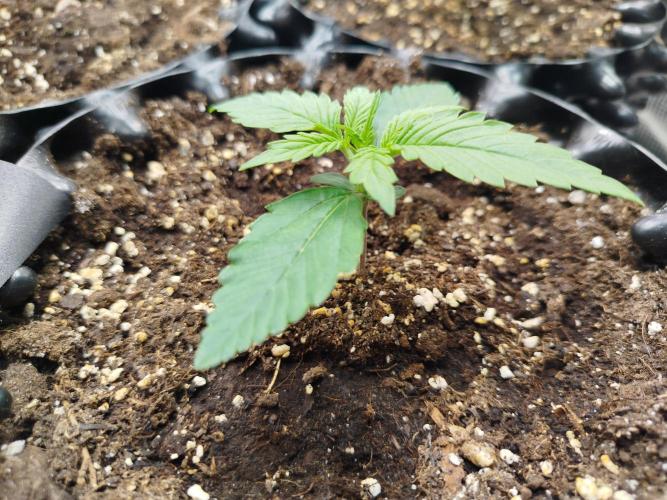 Sour Jealousy Auto. Week 2