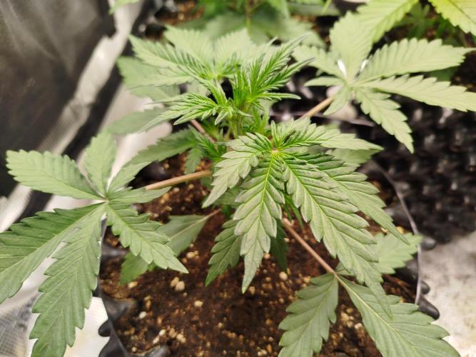 Guava Sunday Auto - Bloombastic contest. Week 3