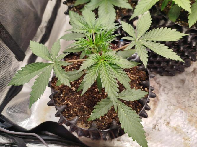 Guava Sunday Auto - Bloombastic contest. Week 3