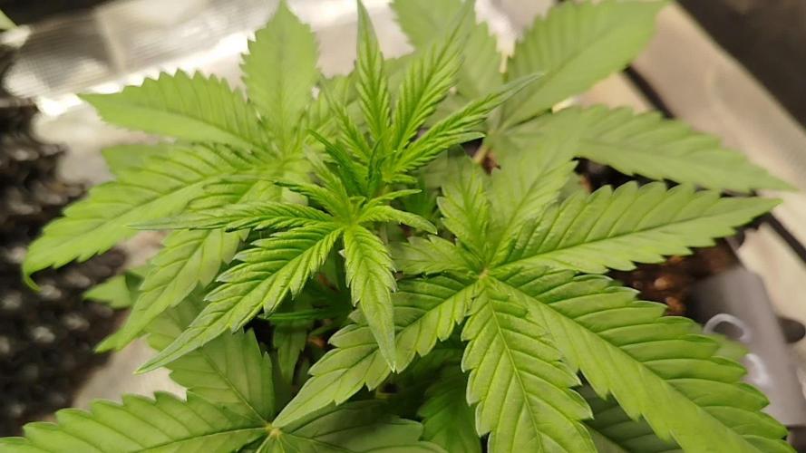 Sour Jealousy Auto