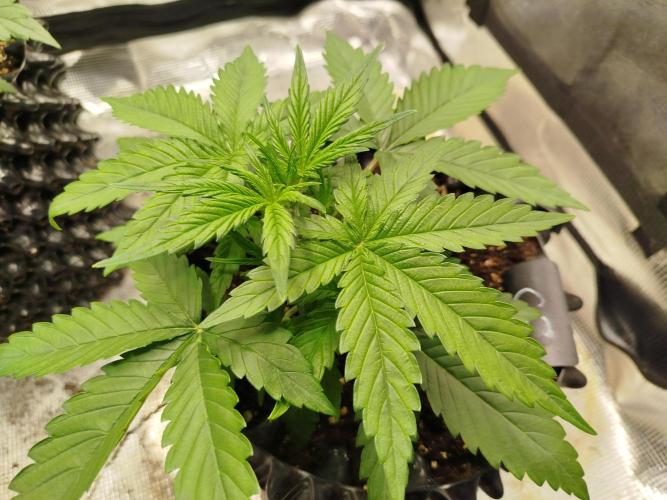 Sour Jealousy Auto. Week 3