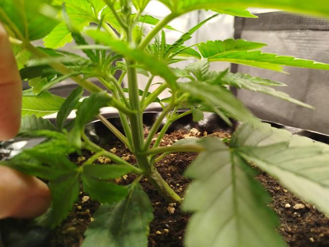 Sour Jealousy Auto. Week 3