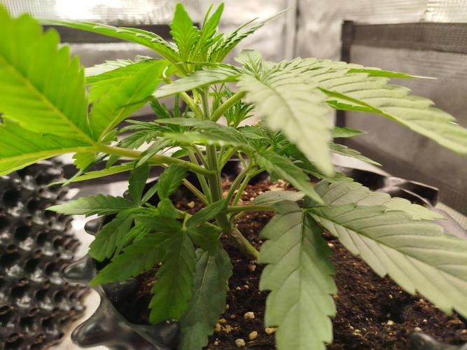 Sour Jealousy Auto. Week 3