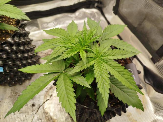 Sour Jealousy Auto. Week 3