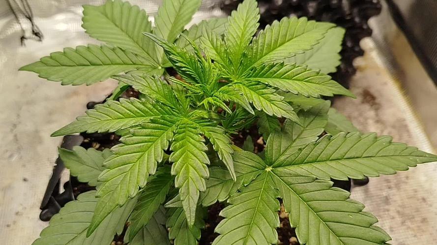 Wedding Cheesecake Auto