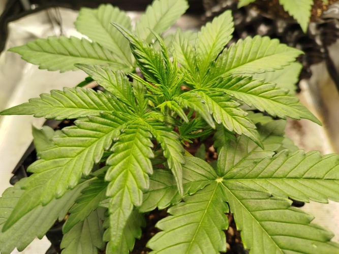 Wedding Cheesecake Auto. Week 3