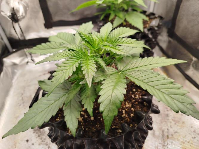 Wedding Cheesecake Auto. Week 3