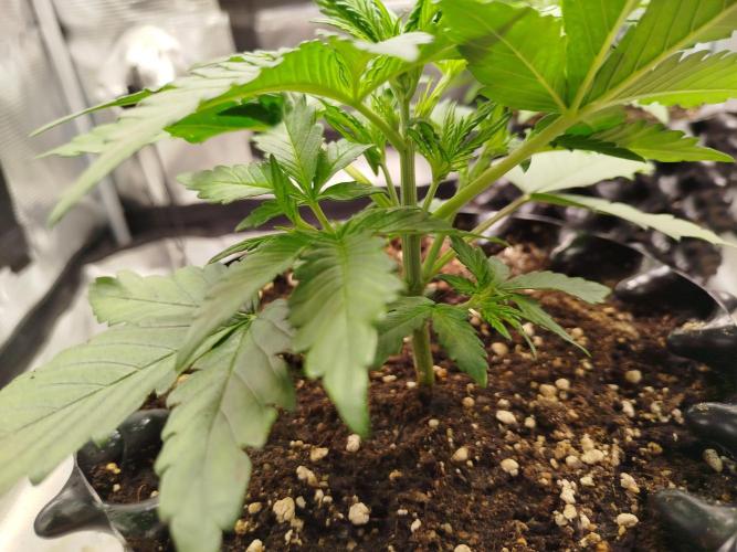Wedding Cheesecake Auto. Week 3