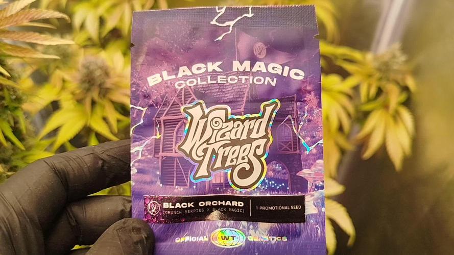 Black Orchard