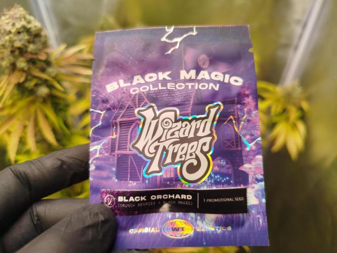 Black Orchard. Week 0