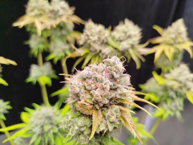 Gassy Duo | SSSC Contest 26 | F027. Week 14 - #1 big colas