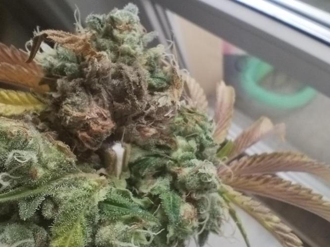 Gassy Duo | SSSC Contest 26 | F027. Week 14 - Affected bud of plant #1 main bud by Botrytis