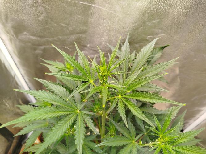 Guava Sunday Auto - Bloombastic contest. Week 4