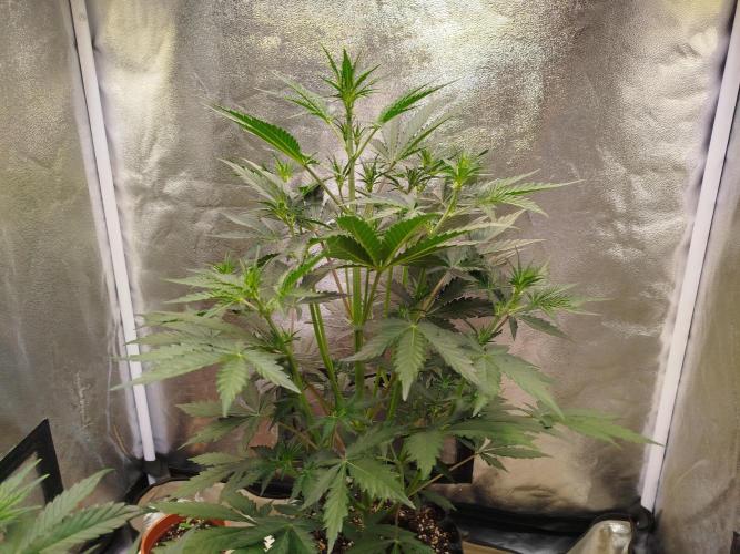 Guava Sunday Auto - Bloombastic contest. Week 4