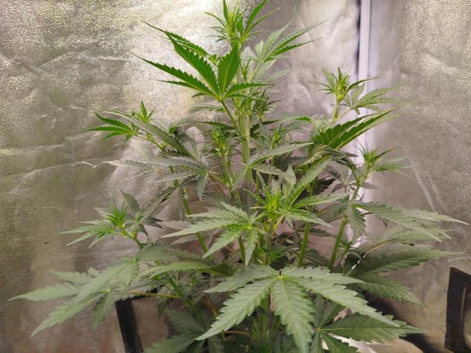 Guava Sunday Auto - Bloombastic contest. Week 4