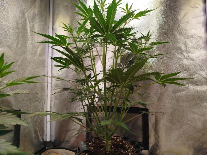 Guava Sunday Auto - Bloombastic contest. Week 4