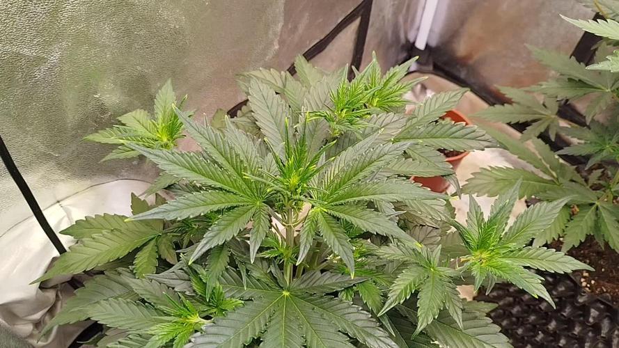 Wedding Cheesecake Auto