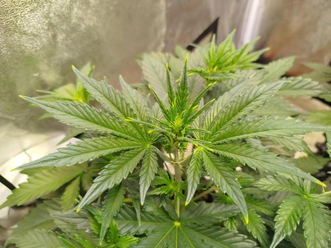 Wedding Cheesecake Auto. Week 4