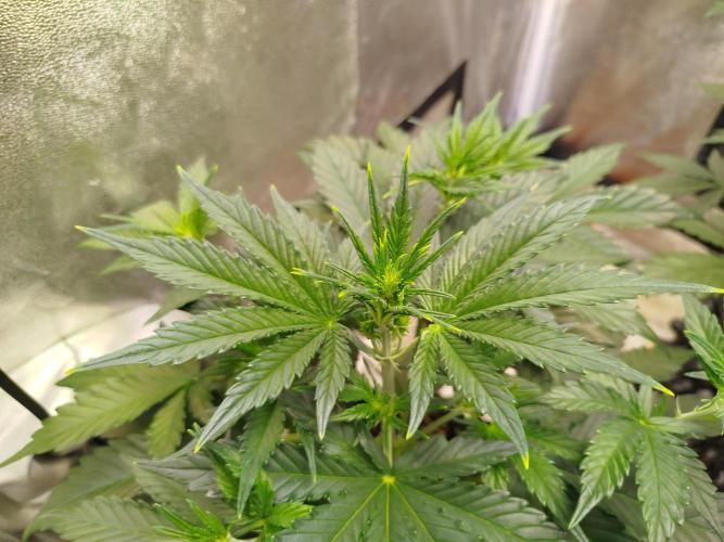 Wedding Cheesecake Auto. Week 4