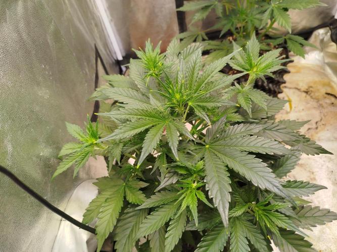 Wedding Cheesecake Auto. Week 4