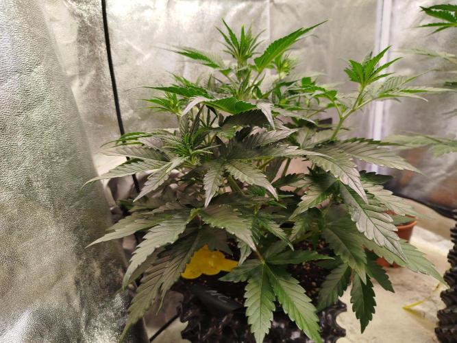 Wedding Cheesecake Auto. Week 4