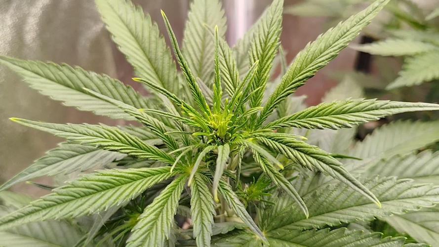 Sour Jealousy Auto