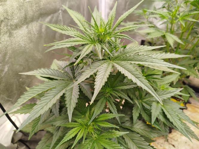 Sour Jealousy Auto. Week 4