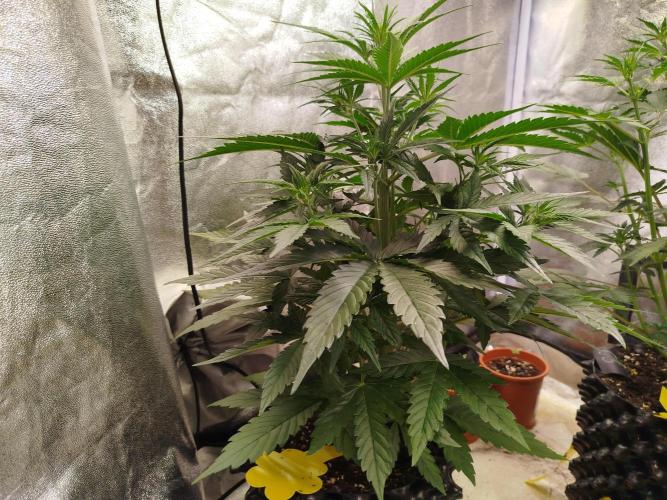 Sour Jealousy Auto. Week 4