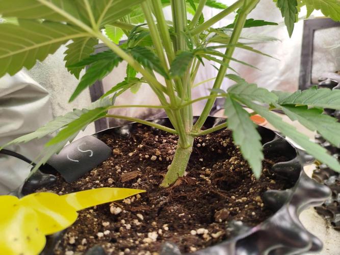 Sour Jealousy Auto. Week 4