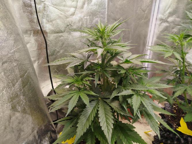 Sour Jealousy Auto. Week 4