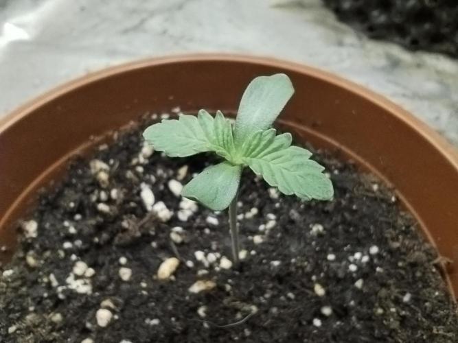 Black Orchard. Week 1