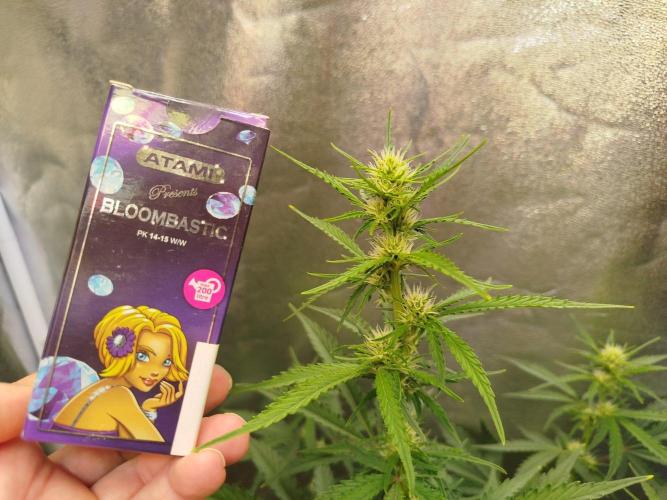 Guava Sunday Auto - Bloombastic contest. Week 5