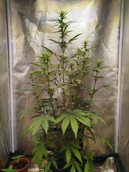 Guava Sunday Auto - Bloombastic contest. Week 5