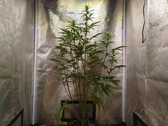 Guava Sunday Auto - Bloombastic contest. Week 5