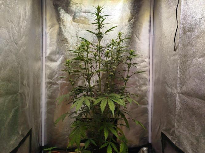 Guava Sunday Auto - Bloombastic contest. Week 5