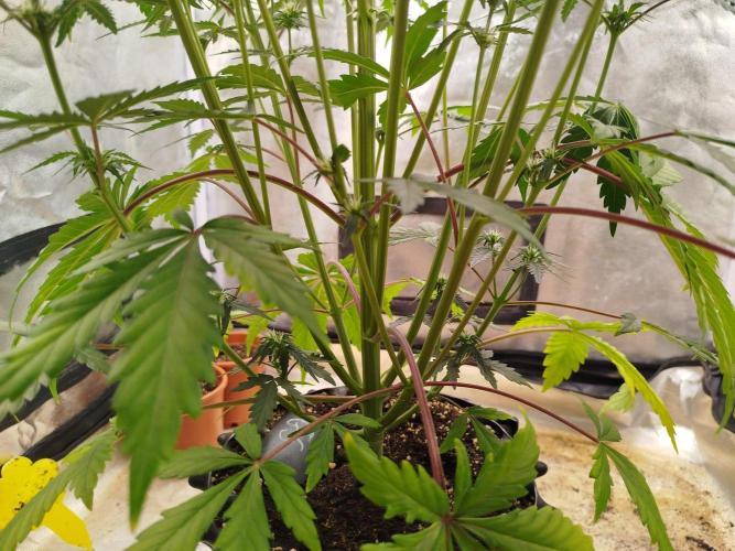 Guava Sunday Auto - Bloombastic contest. Week 5