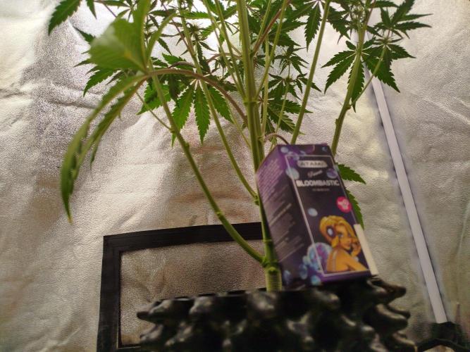 Guava Sunday Auto - Bloombastic contest. Week 5