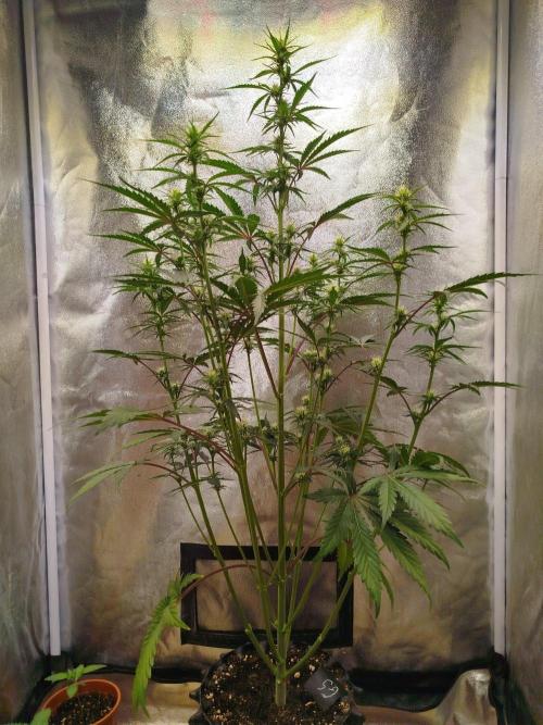 Guava Sunday Auto - Bloombastic contest. Week 5